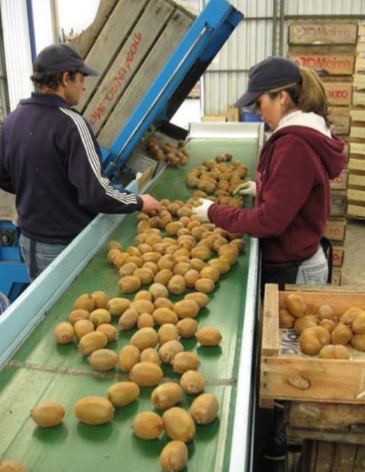 Novedoso sistema de Roboticssa para detectar la etapa idónea de maduración del kiwi