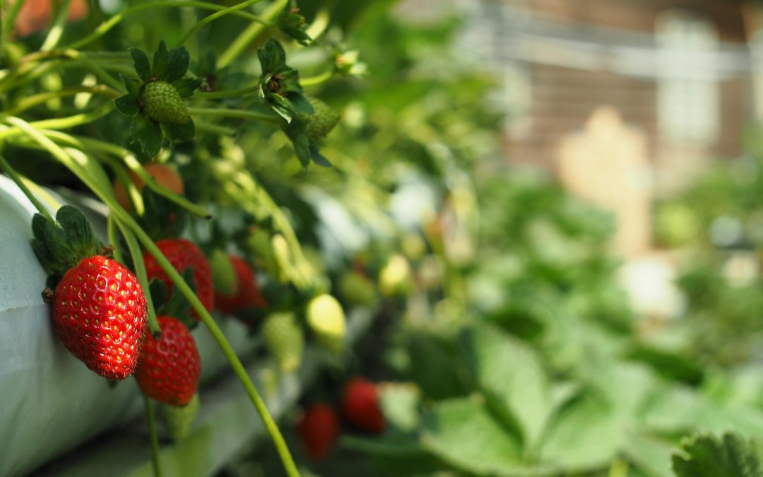 La empresa Enkitek robotiza la recolección de la fruta en agricultura sin suelo con el soporte tecnológico de Eurecat