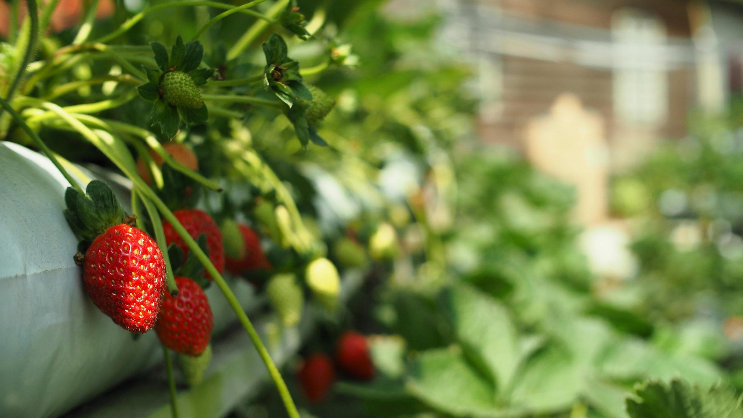 La empresa Enkitek robotiza la recolección de la fruta en agricultura sin suelo con el soporte tecnológico de Eurecat
